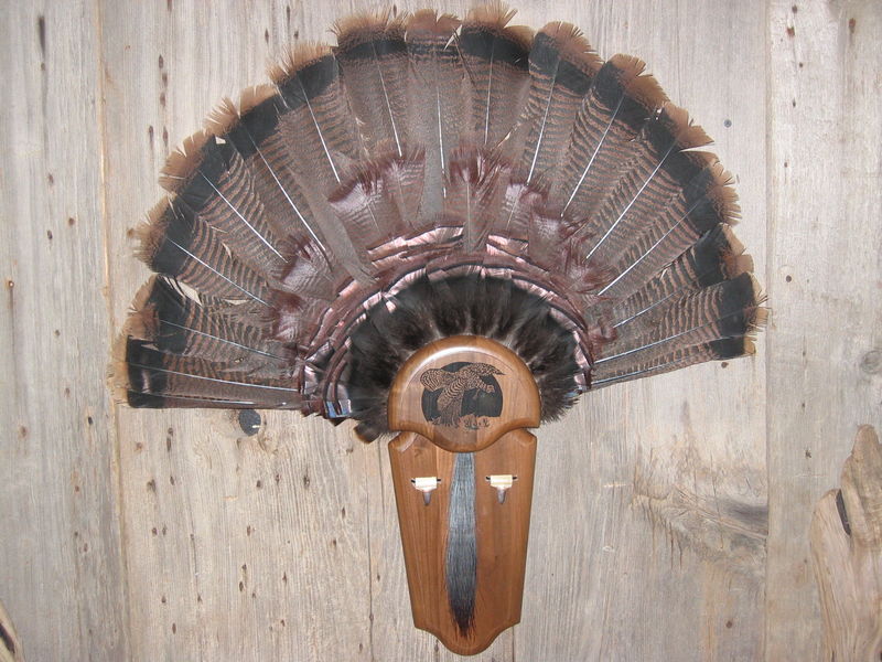 Turkey Tail Mounts
