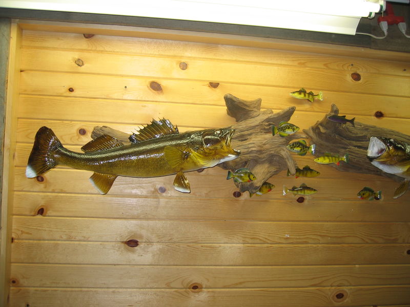 Full Size Wall Mount Walleye Displays With Bait Fish
