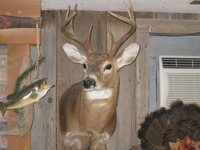 Deer Head Mounts By Pikes Taxidermy