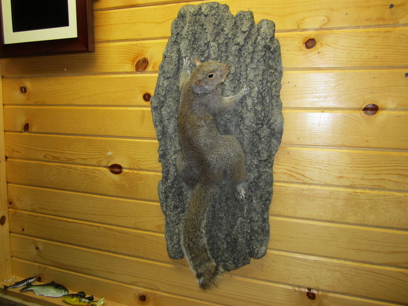 Squirrel and Mink Mounts